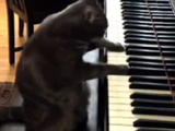 Cat videos, 10 Cutest Cat Moments