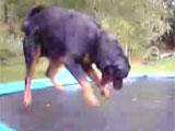 Dog on jumping trampoline