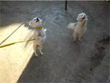 Animal funny videos: dogs on two feet