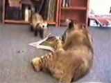 Ferret and lion playing
