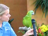 Parrots videos: Singing-parrot