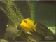 Fish tank clip: Yellow cichlid