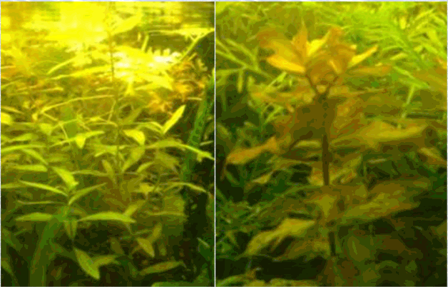 Stemmed aquarium plants