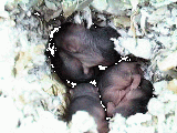 Hamster babies