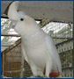 The Red-Vented Cockatoo