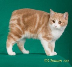 Manx Cat Photos