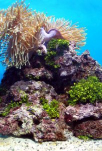 anemones and coral