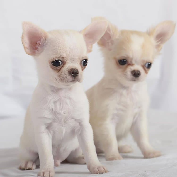 Chihuahua puppies  - photo 2
