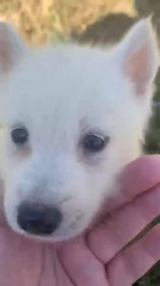 Rare White Aluskie Puppy Looking For A Home