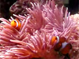 Clown fishes playing in anemone