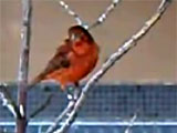 Red canary singing