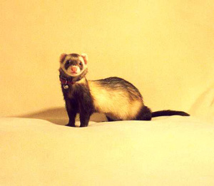 Adopting a ferret
