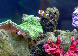 clown fish anemones tank
