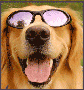 Sunglasses for dogs